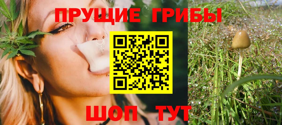 где купить наркоту  Псилоцибиновые грибы мухоморы  Вход с VPN  Псилоцибиновые грибы GOLDEN TEACHER  Черняховск 